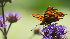 Kleiner Perlmuttfalter_1.jpg